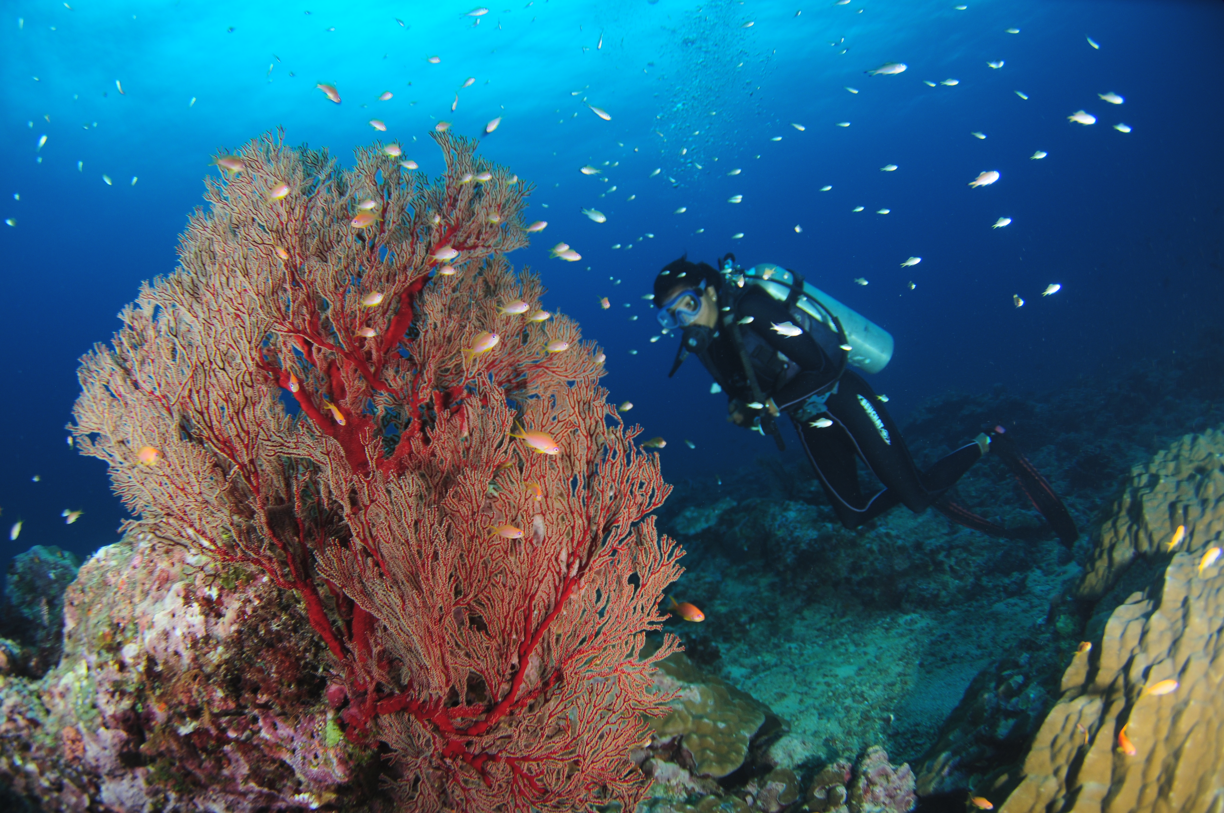 NORTH BAY ISLAND (PORT BLAIR)